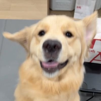 rentutuing's profile picture. 