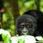 luxgorillatrek's profile image