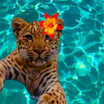 🐆💕𝐂𝐥𝐚𝐢𝐫 𝐊𝐢𝐭𝐭𝐲💕🐆 🌴All Senses Activated🌴 🌸 ONLY Accepting Apple Pay + Cashapp 🌸 🌴 Turnaround 10 Days 🌴 🌊 Official Account, No Backups 🌊