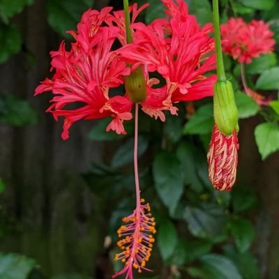 Ashikahmed66467's profile picture. 