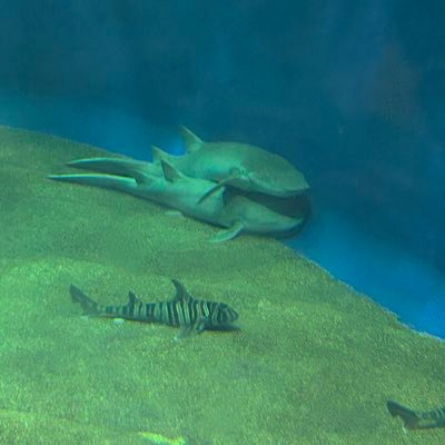 Tiramisux_x's profile picture. 多趣味だったり、違ったり、ラジバンダリ