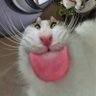 JRMKindaCute's profile picture. mediocre dev
