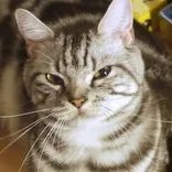 Anarcuir's profile picture. un concepto