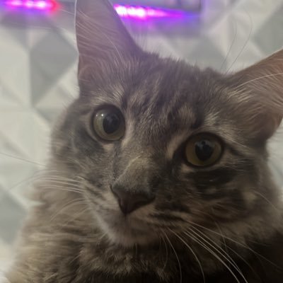 Jh3nnif's profile picture. taurina mas não sei nada sobre signos