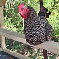 vick lemon (@vicklemon) 's Twitter Profile Photo