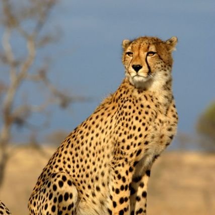 ibrahim_mdmusa's profile picture. I am a brand
I make a new world