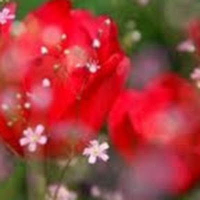 SSidarddi73671's profile picture. 