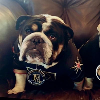 I run with Bulldogs #VegasBorn 🖤 💛 let’s save pups @cleftpupgirl on insta ✌🏾❤️🐶