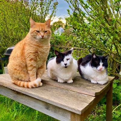 We are three street cats from Spain, now living in Germany. Fed by @Harti239 & @Catenaccio_07.