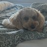 bod_friary's profile picture. 