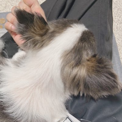 の🐏さんのプロフィール画像