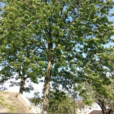 jamiek2523's profile picture. son, uncle, brother, trans 🇬🇧 🏴󠁧󠁢󠁳󠁣󠁴󠁿 🇪🇺 🇺🇦 #FBPE