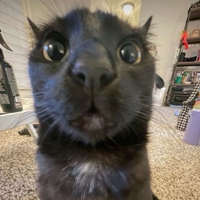 beltnv1's profile picture. 