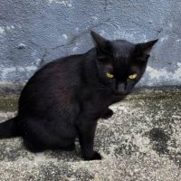maya (@maya_does_shit) 's Twitter Profile