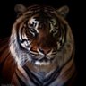 jawadhaider007's profile picture. A born Muslim Leaguee, who believes in democracy, as the lifeline for the country.