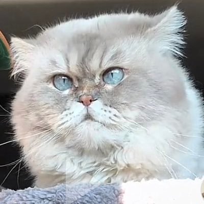 CynefinCariad's profile picture. 