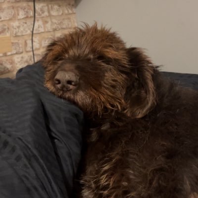 tommmungo's profile picture. 