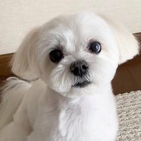 犬の西くん (@adityab89757867) 's Twitter Profile