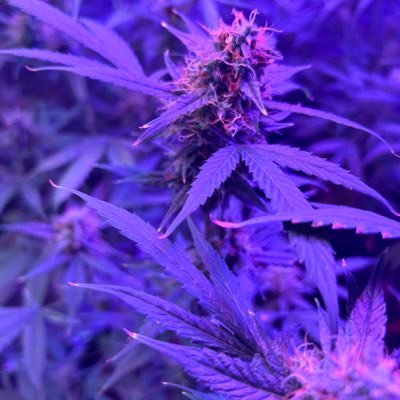 Style_Z88's profile picture. Musician, MAGA, common sense and conservative values…. all day! …. America First (RIGHT Side of History) **go WOKE go BROKE **.🚫 Unnecessary DMs 🚫Porn🚫