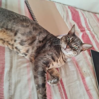 georgiekez05's profile picture. new acc
@georgekenny68