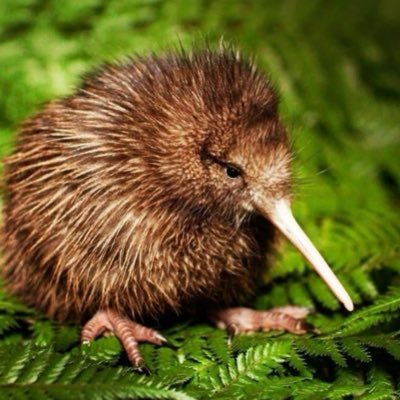 a kiwi bird Profile