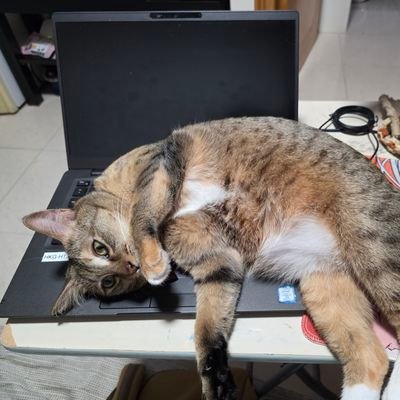 angeLjmie's profile picture. Airbnb Superhost of Casita del Rose | Landlord at Istana Tanza | Co-owner of LowPrice Mini Grocery