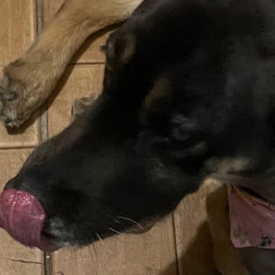 OquimicoHCl's profile picture. 18y 🧪🧑‍🔬 🧳Ouro Preto - MG, Petrópolis - RJ, Florianópolis - SC