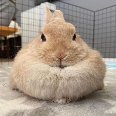 Peshaさんのプロフィール画像
