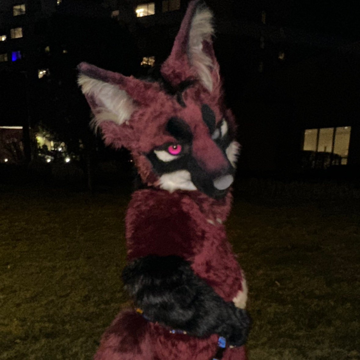 Male🦵31🦵Open marriage🦵Murrsuiter🦵verse/switch🦵Ageless bio=Block🦵Hot dad bod maned wolf🦵DM Friendly🦵