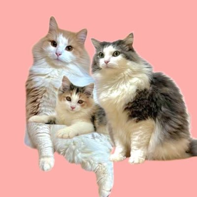 komukinakome's profile picture. ノルウェージャンフォレストキャット３にゃんのパパをしてます💓🐈🐾 「コムギ」♂ 7歳 ブルータビーホワイト 「きなこ」♂ 3歳 クリームタビーホワイト 「こめこ」♀︎ 0歳ブルーパッチドタビーホワイト 可愛い３にゃんをよろしくね✌️😁💕