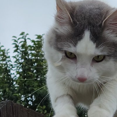 Grizzly_Bear256's profile picture. 