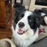 Tim_Allturf's profile picture. Husband, Dad to 4, Boarder Collie Guy, AllTurf Rep for 19. Tweets are my own.🇨🇦