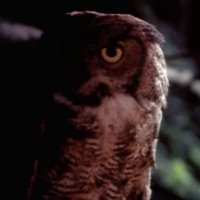 Raf 🦉 (@rafcomm) 's Twitter Profile