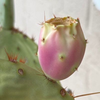 pricklypear591's profile picture. 18+ ABDL. NMIK. Phoenix, AZ.