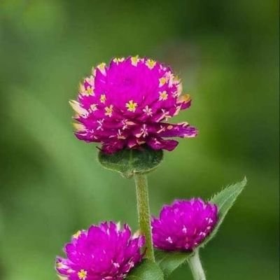 ManiRahul18's profile picture. Mani rahul