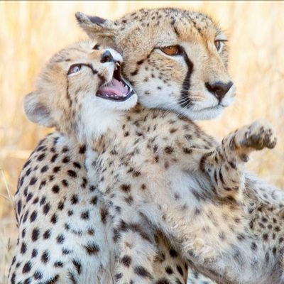 amen4Peace's profile picture. SWAAD Don't do on others,What you don't want to be done on you! ⚖️ 
Can an Ethiopian Change his skin or leopard its spots?
 #OurWaters #RedSea #GulfOfAden 🇪🇹
