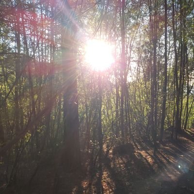 shyguysmusings's profile picture. By God, we'll have our home again.