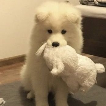 mallowpuppyy's profile picture. ★  dumb puppy with a big ass  |  total belly and paw addict :3  |  19  |  owned by a beeg bear  |  🏳️‍⚧️🏳️‍🌈  ★