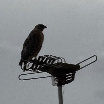 BJPJofficial's profile picture. 