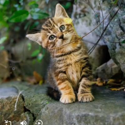 arian43756's profile picture. jnb