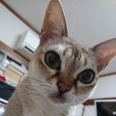 niini531's profile picture. のんびりまったり