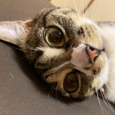 QvhSwak82's profile picture. 常日頃 思った・感じた事 〜そのままに〜 時々 #犬 #猫 🦊🐱ボンズ( #ムスコ )の事 呟きます。※#帯広 出身 🗾 こちら育ち 🚐☆🗾！