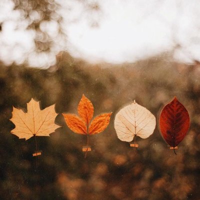 cestlaviepriya_'s profile picture. history · politics | art · music