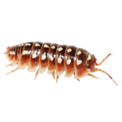 ihavebotulism's profile picture. girl that just crawled out of the dark souls 2 gender swap coffin | would never kill and eat @litrlykity