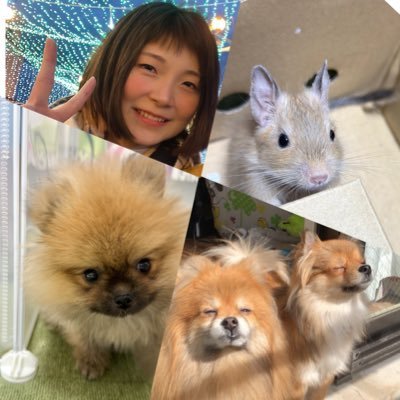 仲良くしてください☺ / 🐭#デグー ♂ とりる 0歳10ヶ月 / 🐶#ポメラニアン ♀ 奏音(かのん)20歳2ヶ月🌈、奏楽(そなた)6歳7ヶ月、 音舞(おんぷ)0歳2ヶ月