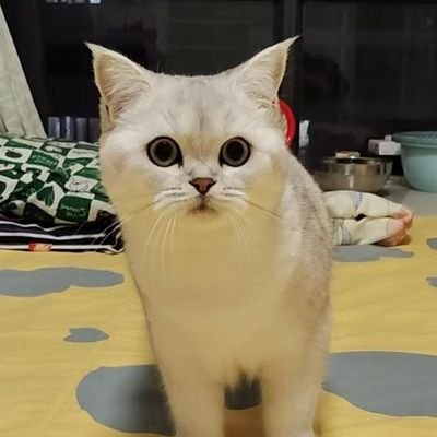 rmolives's profile picture. 精神分裂患者|精神二级残疾|基督徒|会点计算机|在学神经科学&精神病学（