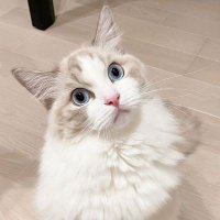 🏝️リサアキコ🎌🏖️🌻 (@akikolisa88909) 's Twitter Profile