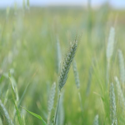 menasria_soumia's profile picture. 