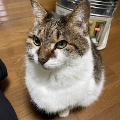 KSMZ_JimVst's profile picture. どこ行ってもラーメン食べてるジムニー乗りの日常と旅の記録。画像の猫(でぶ) が実質主人公。淫夢要素は一切ありません。