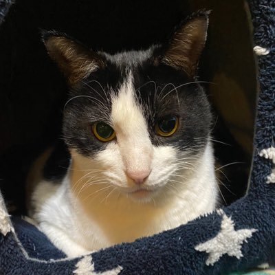 8CfSSaKoDw17793's profile picture. 猫と寝ること🐾あちこち駆け抜ける歓び💙🤍温泉♨️⛩️🍁🎏